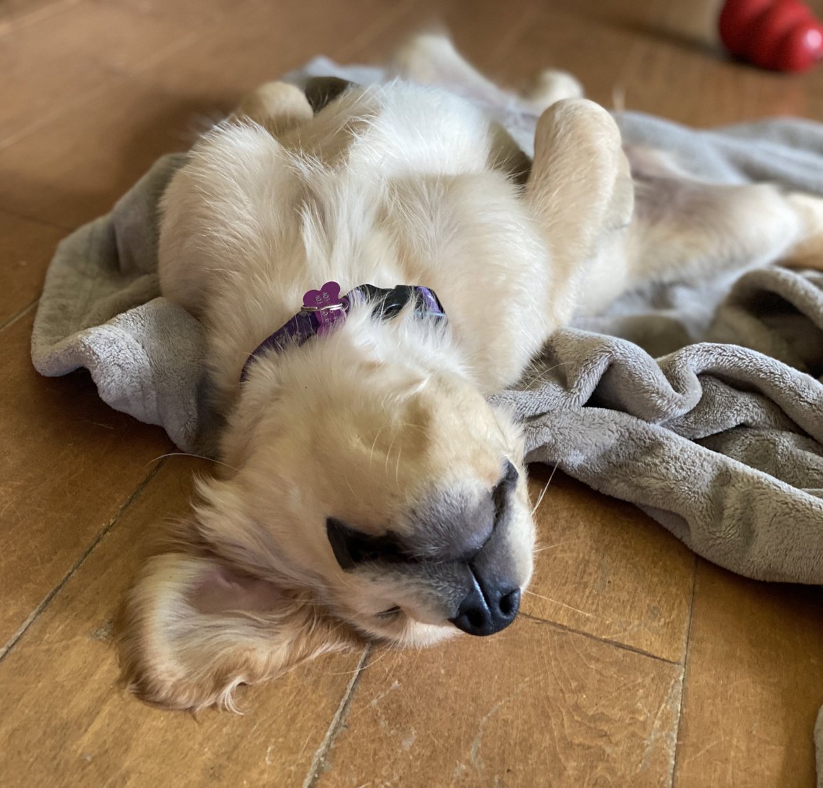 Bunsen and BEAKER on Twitter "Upside down"