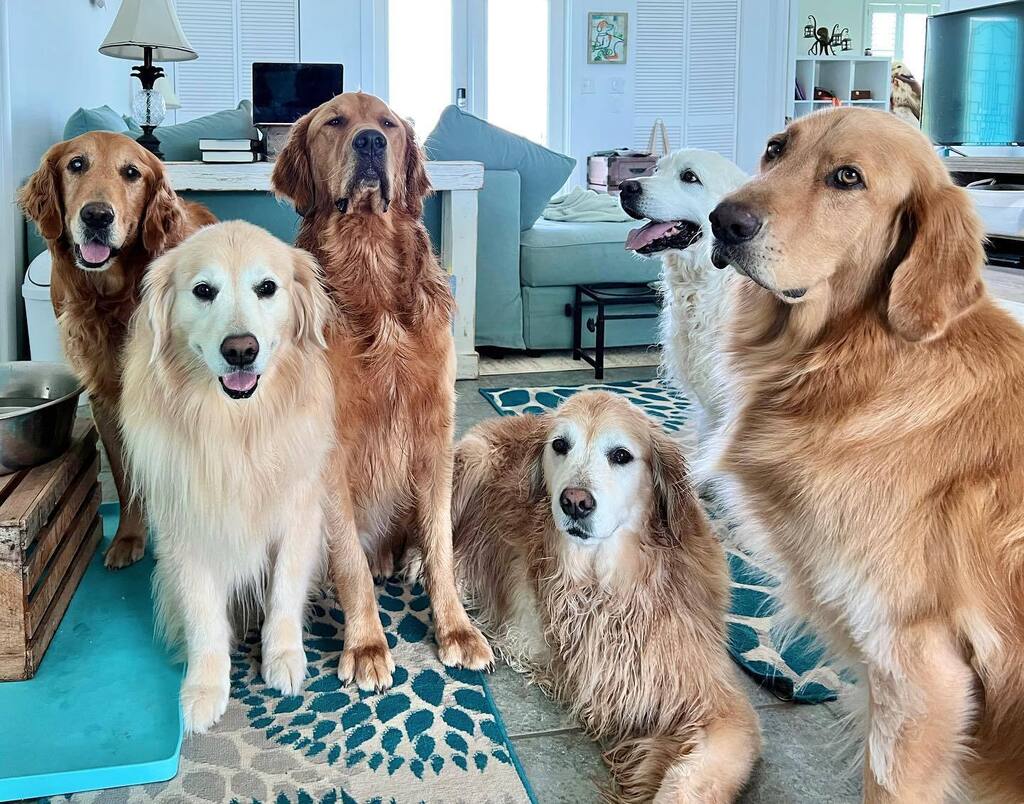 The Golden Ratio tweet media