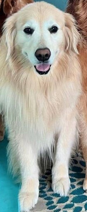 Venk Close-up tweet media