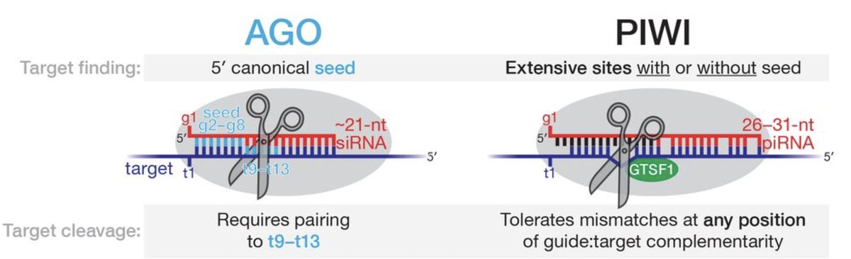 Relaxed targeting rules allow PIWI-clade Argonaute proteins to silence ever-mutating transposons
biorxiv.org/content/10.110…