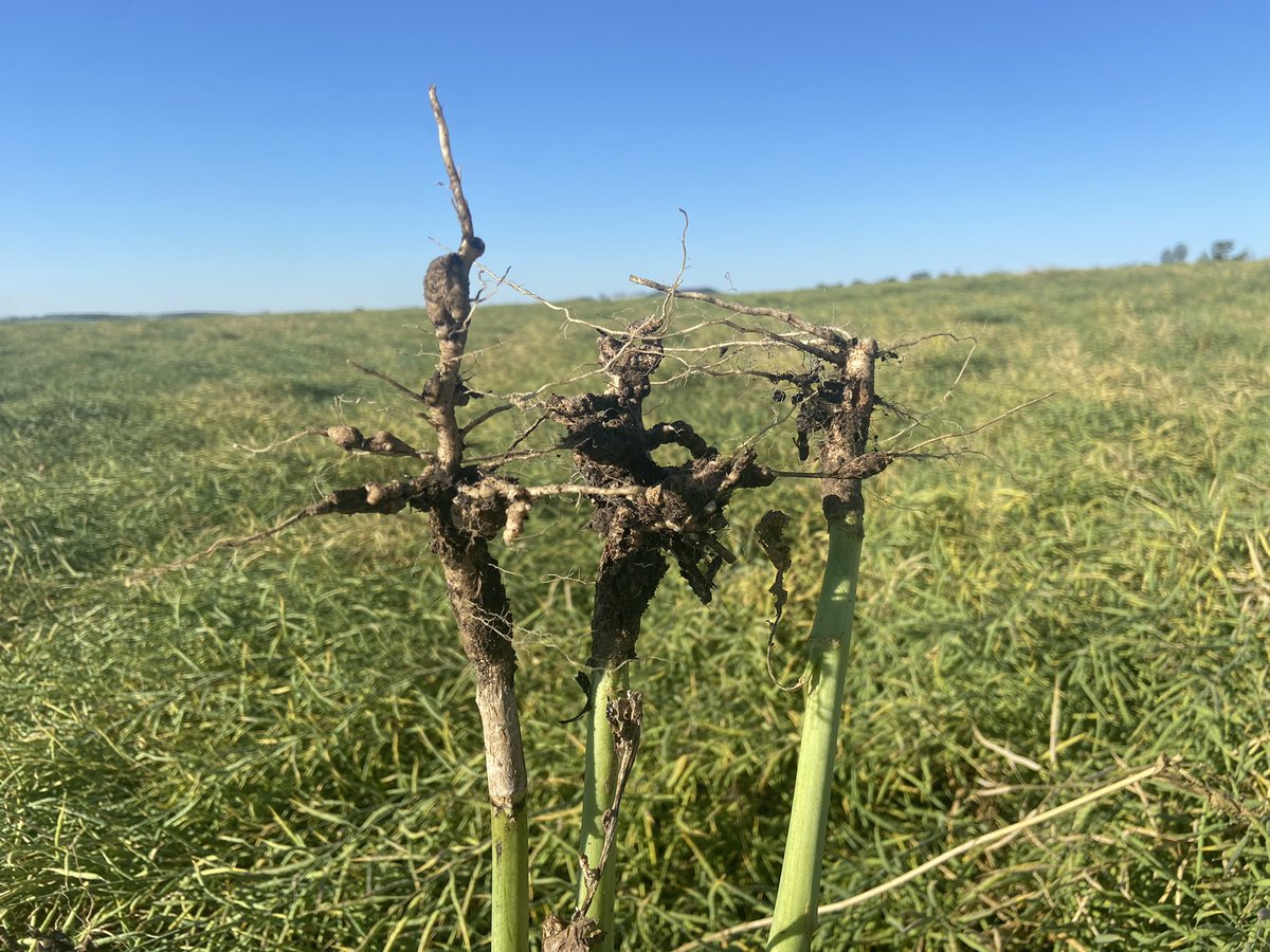 The time of year where the denial is very high 😅 check those premature patches! 

#clubroot #agtwitter #agronomist