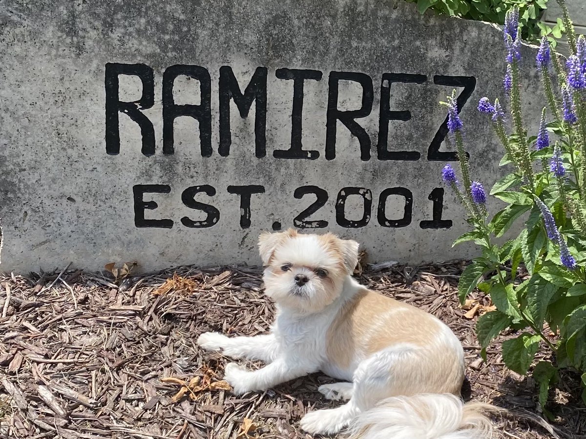 ramirezmarj's tweet photo. Lost a family member today. 🐶 😢. She was a good girl and brought joy to our family for many years. RIP Pickles ❤️ https://t.co/zzB4riPgyt