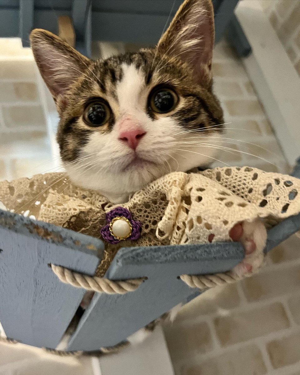 か❤️かわいい❤️
 #マンチカン子猫
 #猫