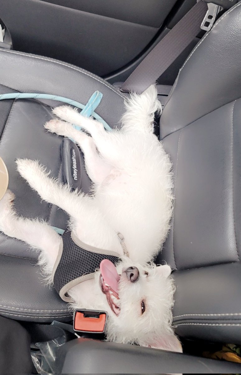 ReinaleneV's tweet photo. You know Miklo had a good Play Day when we get in the Car and this is what he does. He had so much fun with his Dog Friends 🥰 https://t.co/O7b9XUlXJp
