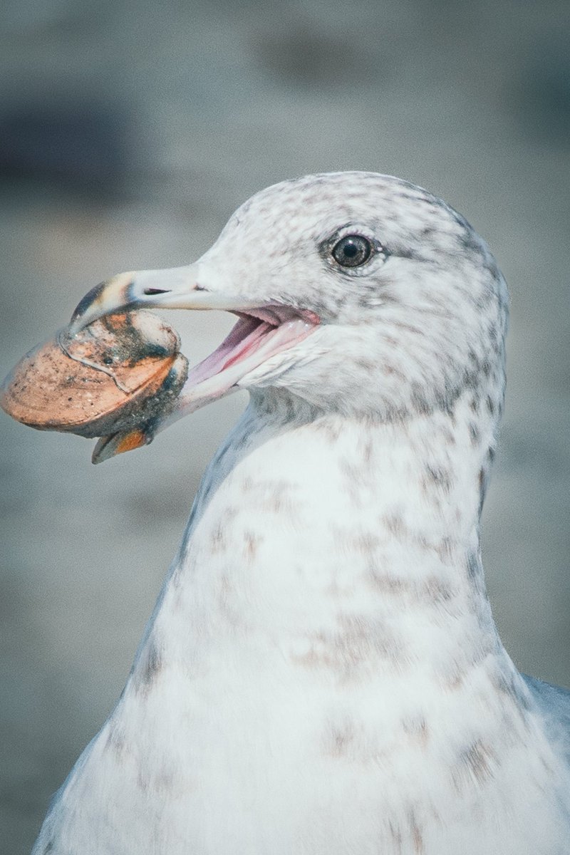 Watch out for the clam bombs when you are on the beach! 
Sea gulls don't need a razor blade to open clams.  They know how gravity works!  Guess I can train some sea gulls to be my field technicians in the future!