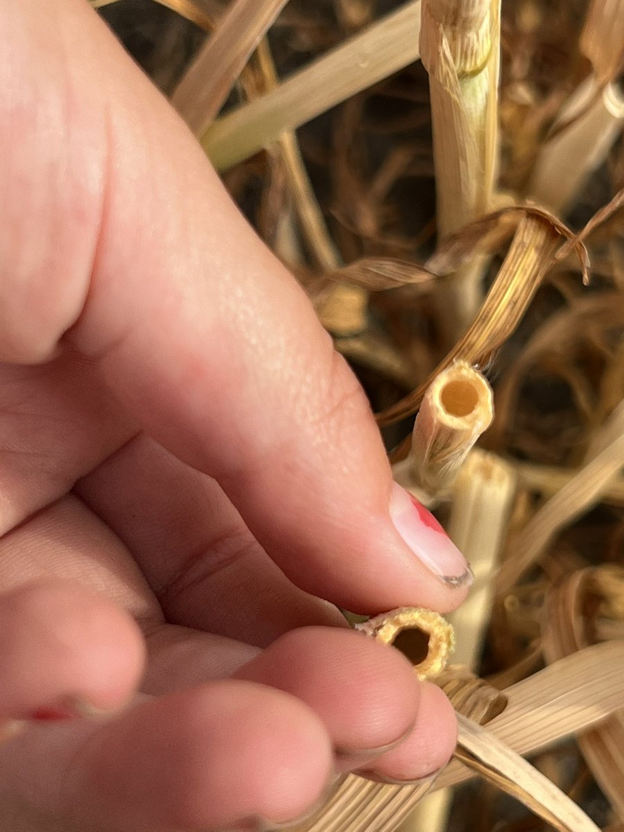 HobbyFarmerMatt's tweet photo. Should have just cracked the century mark on the #arborg #oats on Dryland. Happy with that considering I had huge moisture loss from the manure discing this spring. #soilarmor back in check. PGRs sure seemed to thicken stem. https://t.co/2rXTgdfyCi