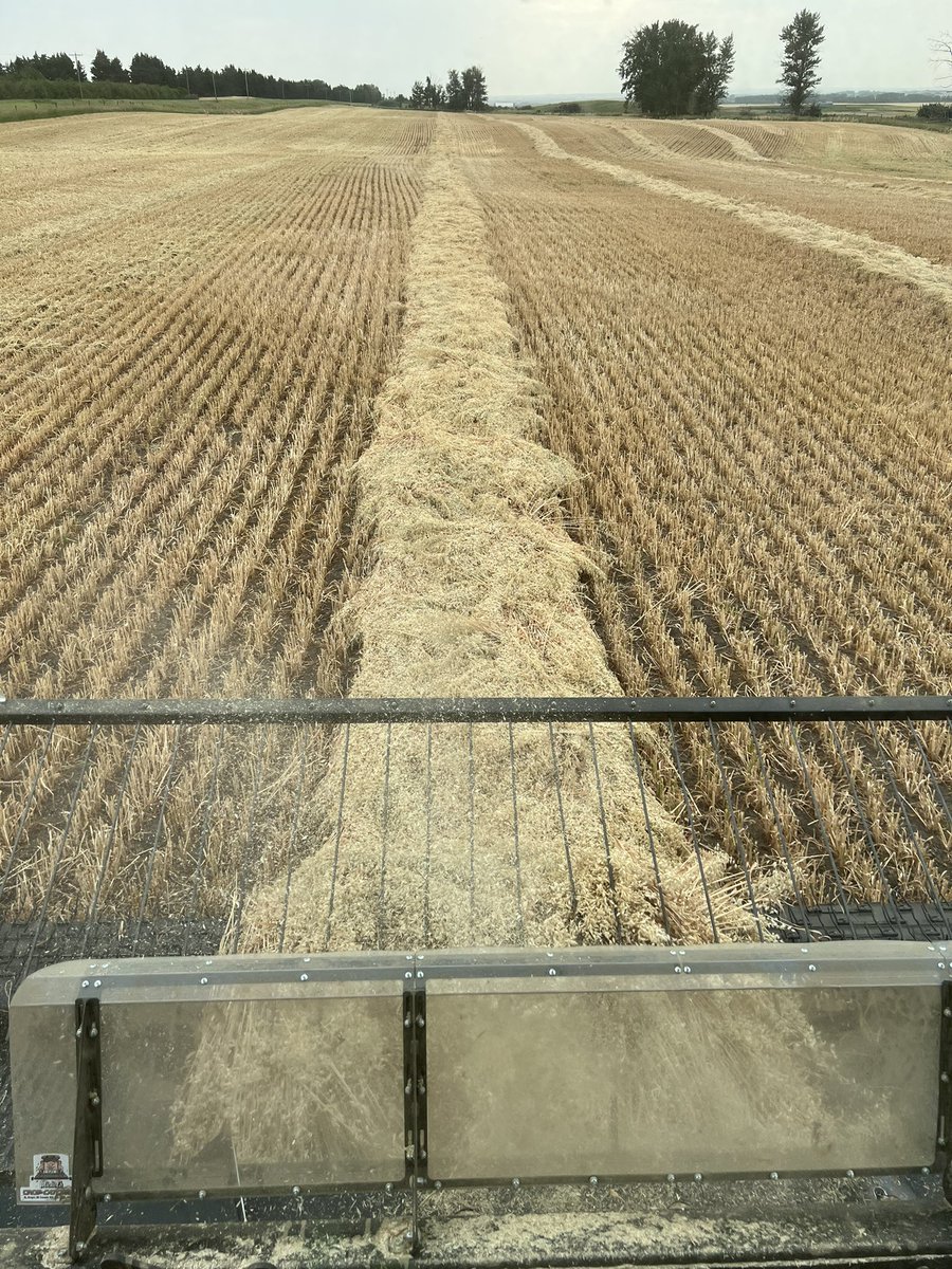 HobbyFarmerMatt's tweet photo. Should have just cracked the century mark on the #arborg #oats on Dryland. Happy with that considering I had huge moisture loss from the manure discing this spring. #soilarmor back in check. PGRs sure seemed to thicken stem. https://t.co/2rXTgdfyCi
