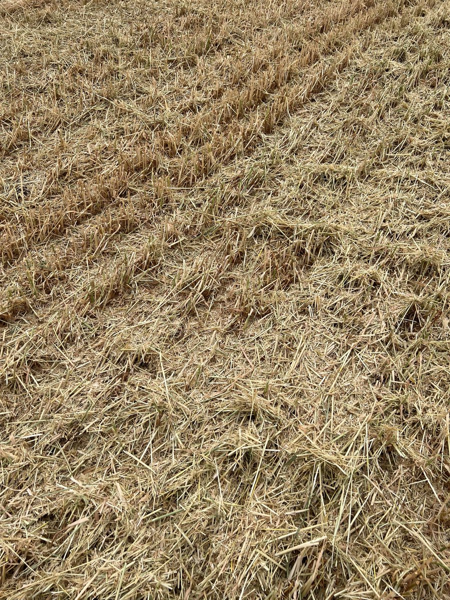 HobbyFarmerMatt's tweet photo. Should have just cracked the century mark on the #arborg #oats on Dryland. Happy with that considering I had huge moisture loss from the manure discing this spring. #soilarmor back in check. PGRs sure seemed to thicken stem. https://t.co/2rXTgdfyCi