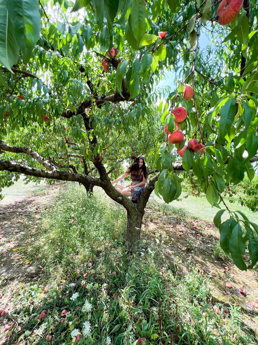 GabbyMaresco's tweet photo. Some pics of me on my Vermont Adventure from this past week! Hiking Mt. Equinox, Peach picking, AV driving, &amp; fresh water pond swimming was great fun! #vermont #summervacation #summer #travel https://t.co/5xFJ34cgsF