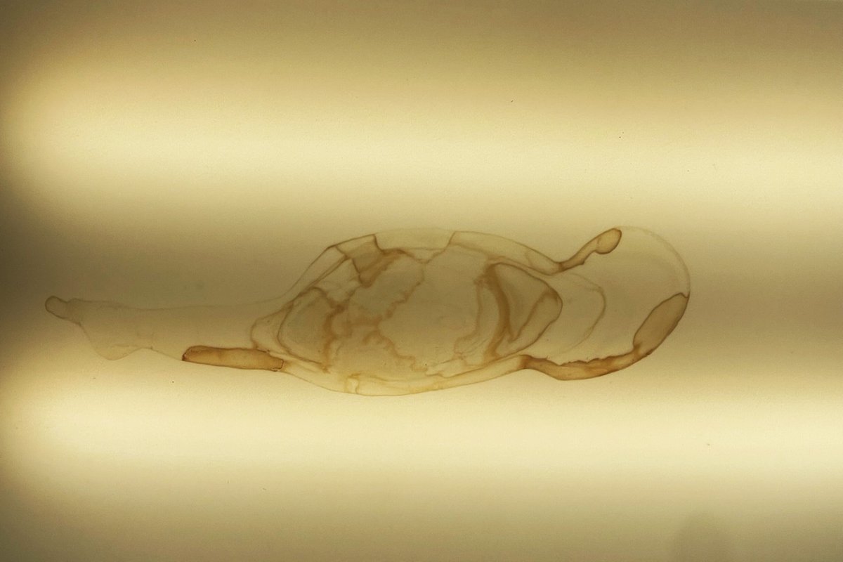BuillaiA's tweet photo. The Reborn is the ultimate image of an alien placentae carries the alien fetus . So many people think Aliens are using Machines to give birth as they present it in movies but they are wrong . Having this piece of art is having a piece of History . ( ETH 30000) #NFTCommunity https://t.co/PhlAsmZBOf