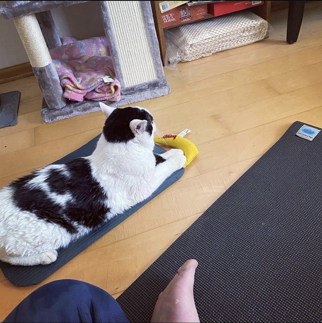 KvotheTheArcane's tweet photo. Sometimes you just need a buddy to remind you it’s time to get off your butt and do some sun salutations. Tho it’s been a while and lately there have been a LOT of earth salutations…
#yoga #yogacat #MrBumbleButt https://t.co/ganwT9llxE