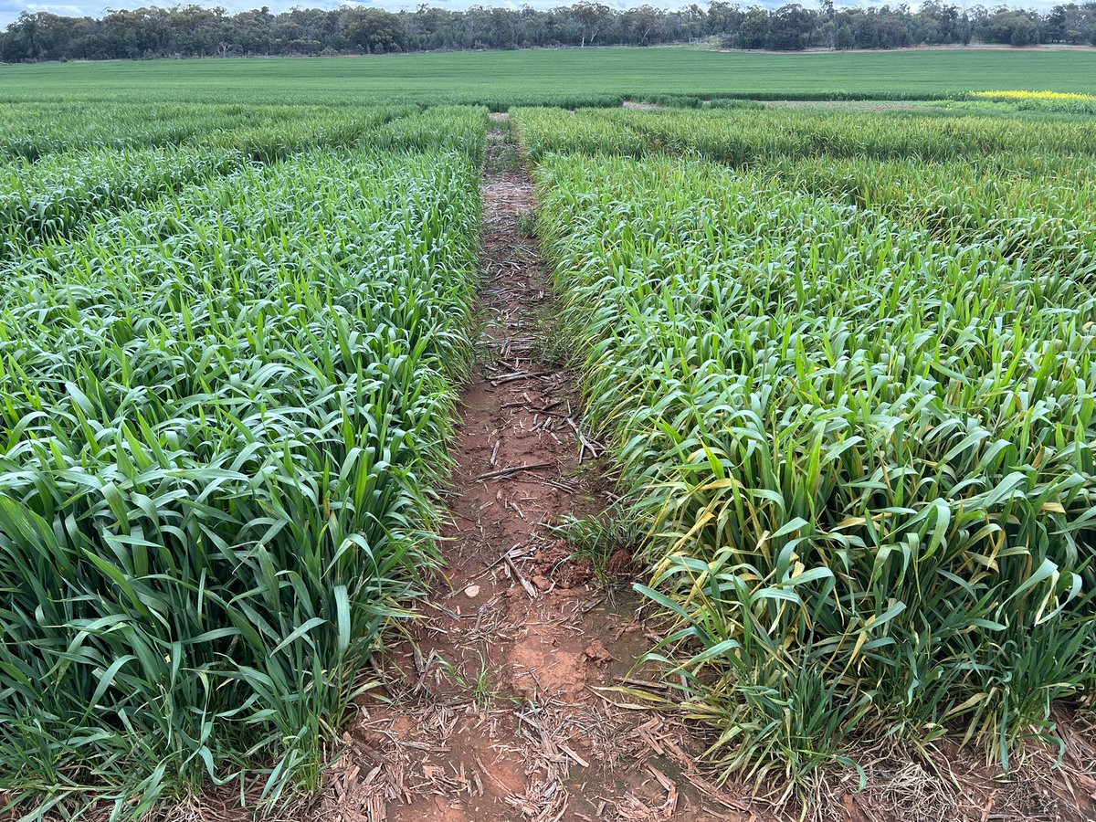 Barry Haskins tweet media