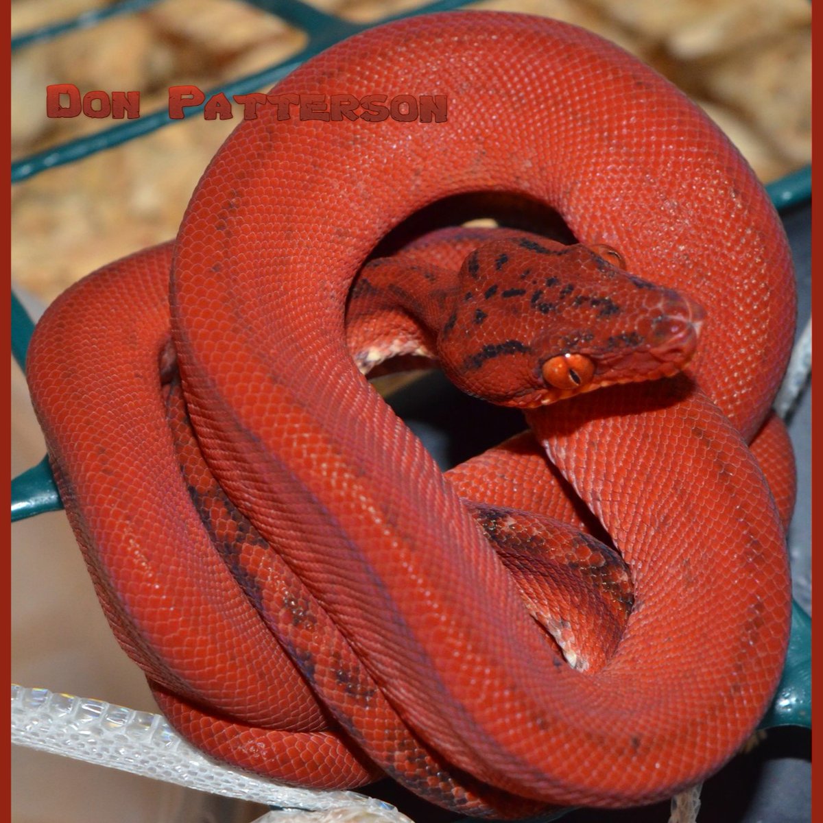 LivingArtReptil's tweet photo. Beautiful color! 🙂 Red Tiger Amazon Tree Boa (Corallus Hortulanus). Photo: Don Patterson Reptiles. #snake #reptile #treeboa #livingart #lareptile #lareptiles #arboreal #livingartreptile #livingartreptiles #nonvenomous #amazontreeboa https://t.co/XBgMlTQbvT