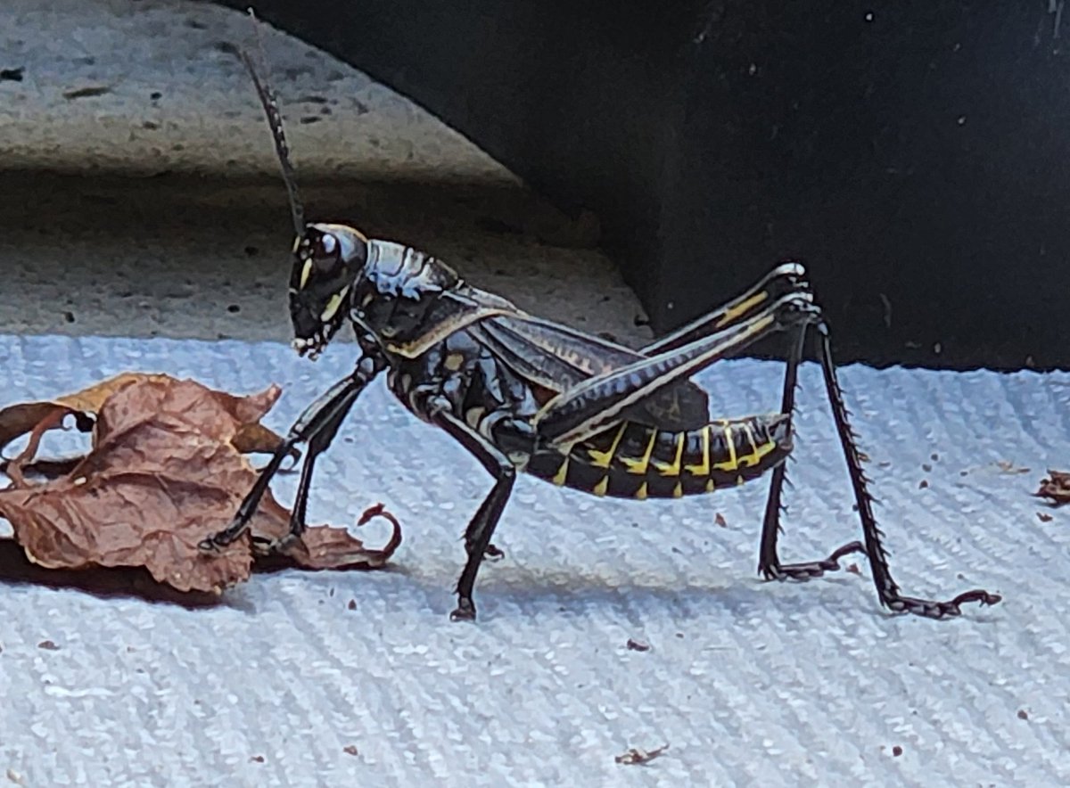 patibulum's tweet photo. Touching the leaf? NOPE! 
#insects #insect #bugs #automotron 
#georgiabugs #georgia #summer #voteforsummer sorry.... squirrel https://t.co/BqWGZHa7GX