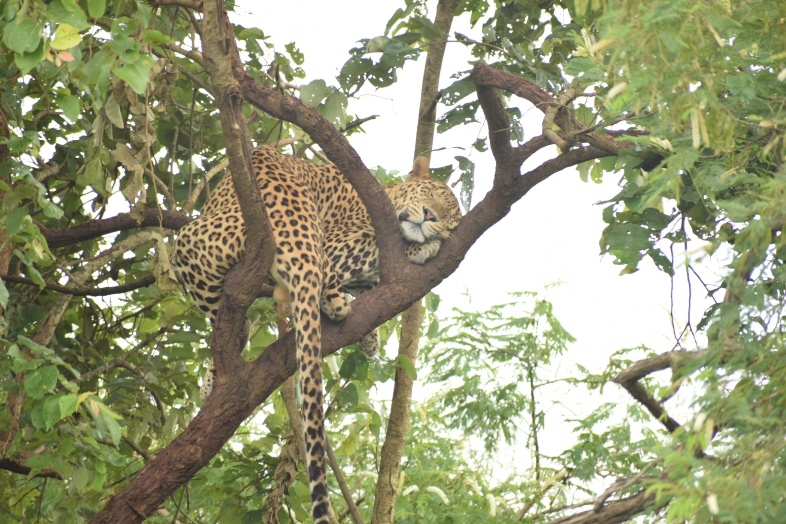 Ashok Kumar Phogat (Ashokphogat_IFS) / Twitter