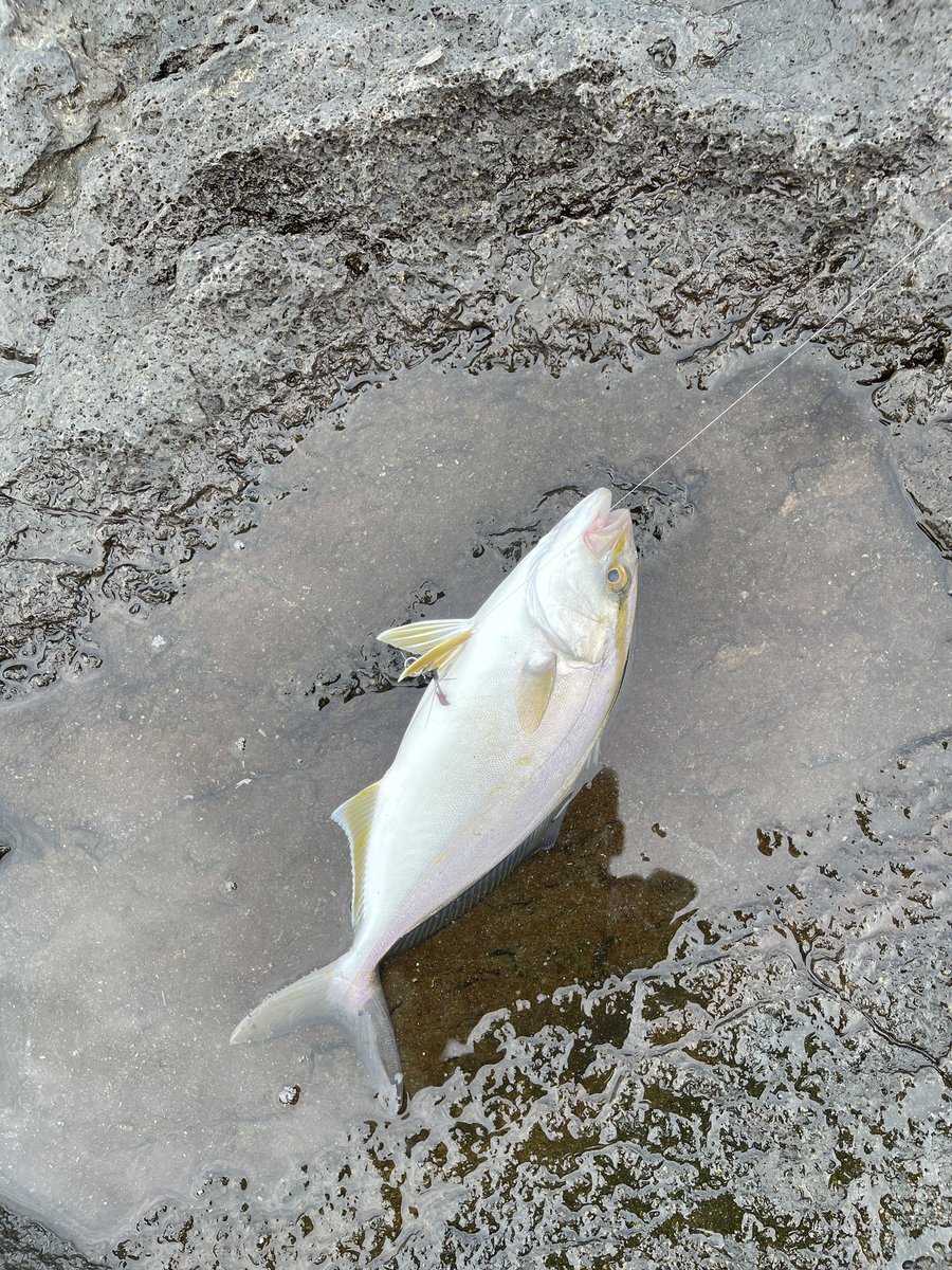 0120Sadao's tweet photo. ショアジギングで初めての釣果！
今までフカセしかやったことなかったのでジギングでの釣果は人生初✨

#ショアジギング　#釣り好きな人と繋がりたい https://t.co/vix5yMadOx