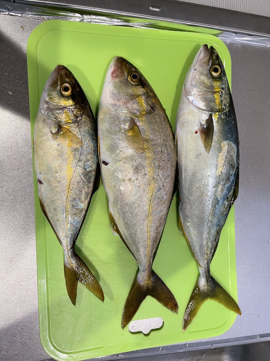 0120Sadao's tweet photo. ショアジギングで初めての釣果！
今までフカセしかやったことなかったのでジギングでの釣果は人生初✨

#ショアジギング　#釣り好きな人と繋がりたい https://t.co/vix5yMadOx