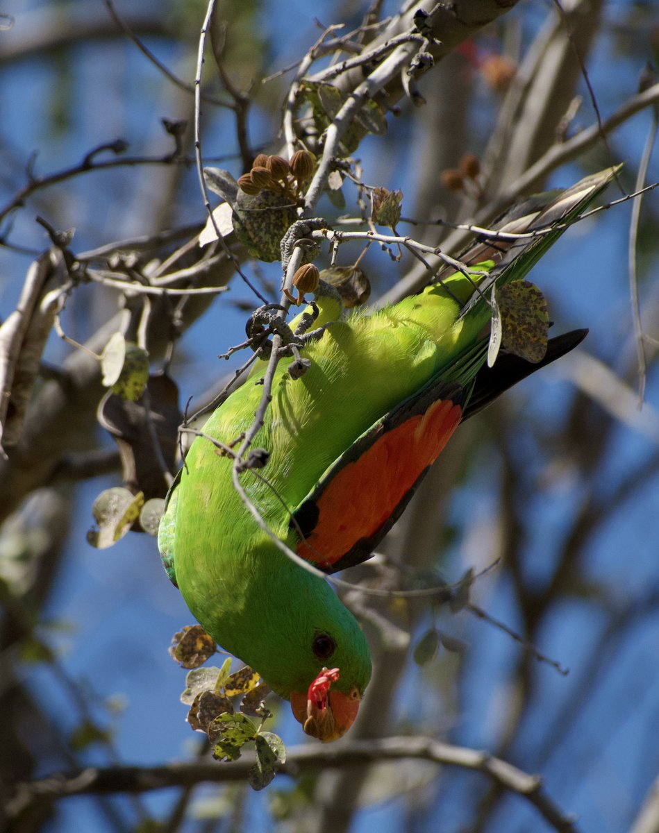 topherrl's tweet photo. @ParrotOfTheDay @Katebfitz A red winged parrot feeding at El Questro Station in Western Australia. #parrotoftheday #parrot #birds #durack https://t.co/STmCuK0WNR