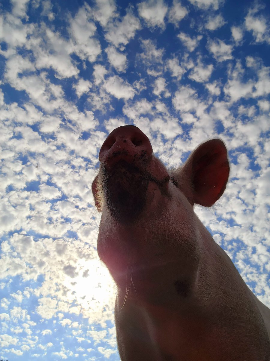 Broome Animal Sanctuary tweet media