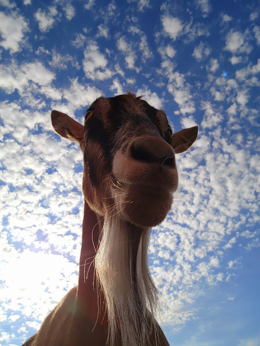 Broome Animal Sanctuary tweet media