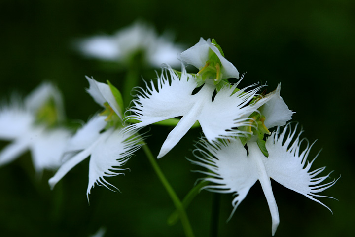 Kimの部屋 Missa Twitter