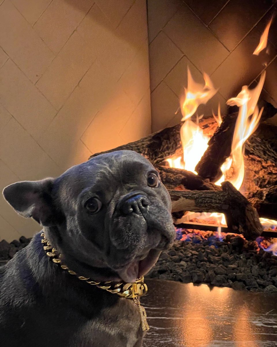 alyroitman's tweet photo. @BizzyBones11 Rezz was born and raised in Denver and yup she is a massive nuggets fan 🏀🦴 
They’re are frenchie meet ups at smash face brewery near Pepsi center every month! https://t.co/wzAvsndu8r