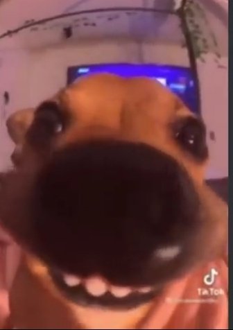 DMax2583's tweet image. Your dogs when 3am