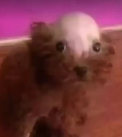 DMax2583's tweet image. Your dogs when 3am