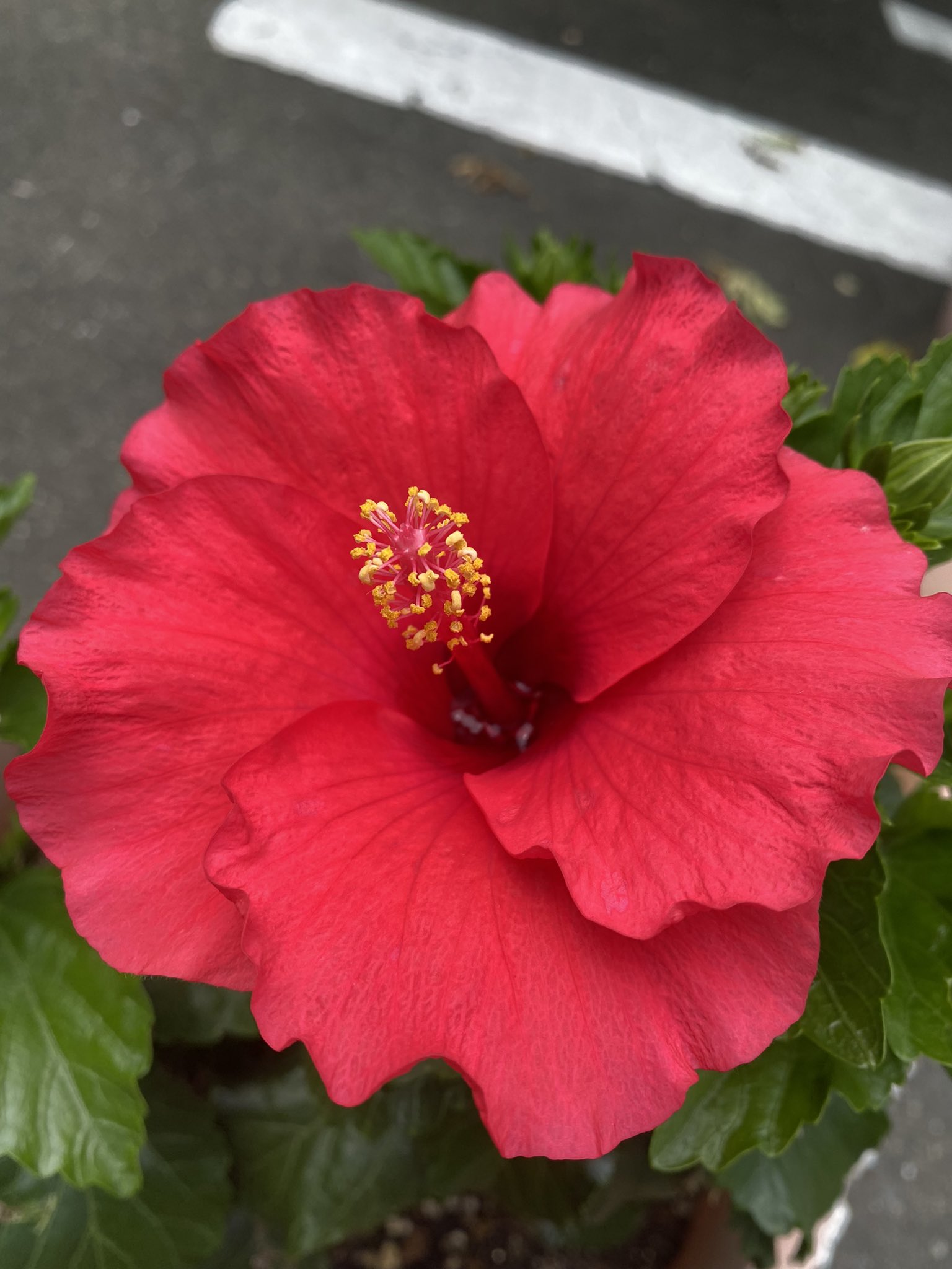 アツ 最幸人生 規制中で スミマセン おはようございます 本日も最幸な一日をお過ごしください 赤いハイビスカス 花言葉 勇敢 毎日花覧 花言葉 アオイ科 フヨウ属 熱帯地域ほか原産 T Co 0flkyzt2ii Twitter