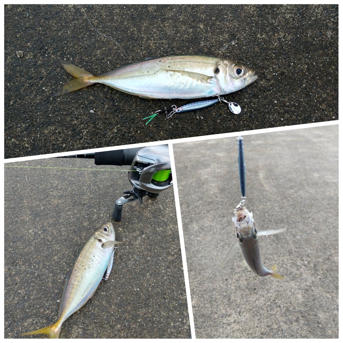 mvp_55337194's tweet photo. 今日の朝マズメ、確変(祭り)突入。バラシ有りのかなり楽しい時間🎣  #メタルエフェクト 🥇
#ベイトアジング
#bluecurrent
#Jackson
#MetalEffect https://t.co/DWai3ra7IA