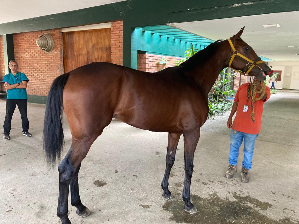 #Hipismo | El caballo Valrazio totalmente recuperado. Gran trabajo de <a href="/cachazoc/">Cesar Cachazo</a>, su equipo de cuadra y <a href="/DrJulioDj/">Dr. Julio De Jesus Lobo</a>. Estará en la Gala Hípica de Caracas. 🏇🇻🇪🔥👁