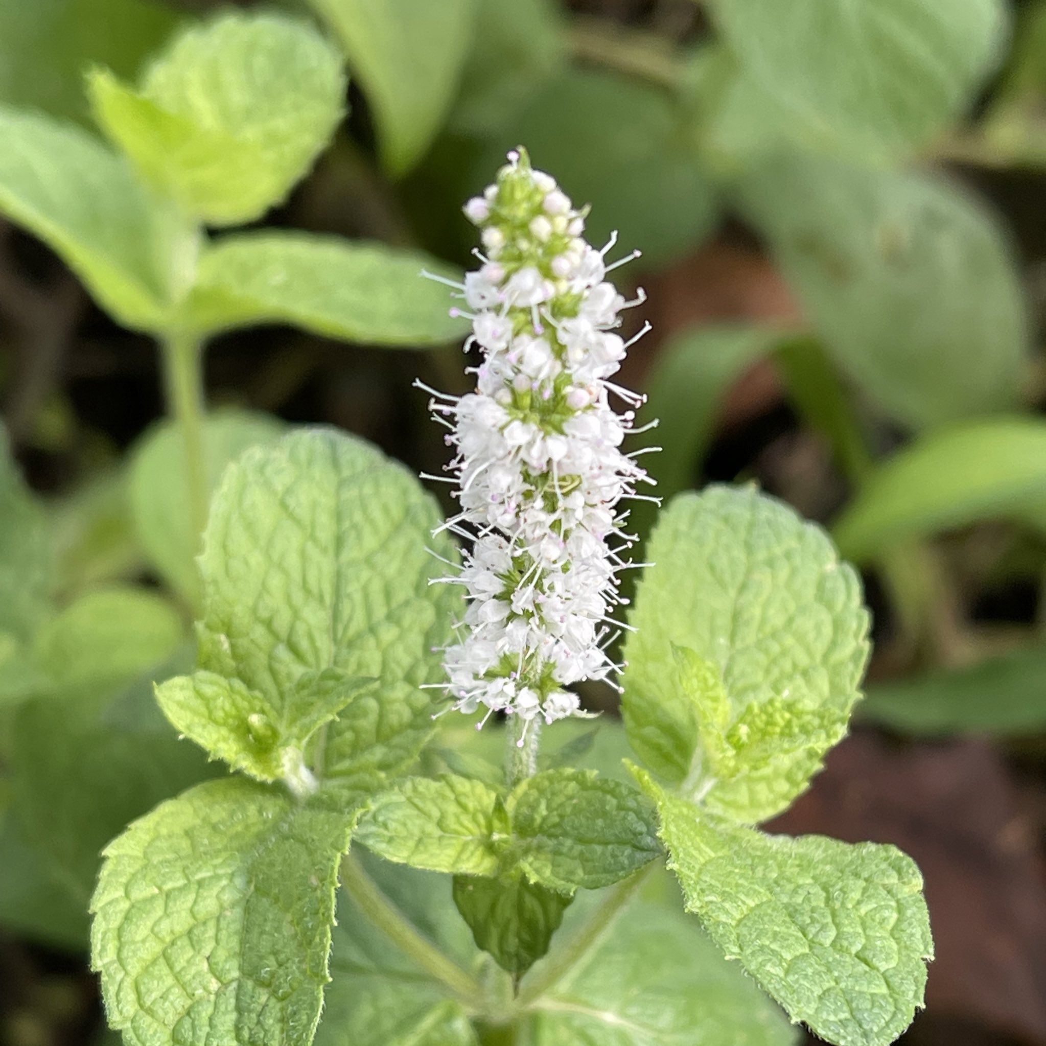 優 オーラが見える人 ミントの花 が咲きました こんな花なんですね T Co Vvjjwjq4uq Twitter