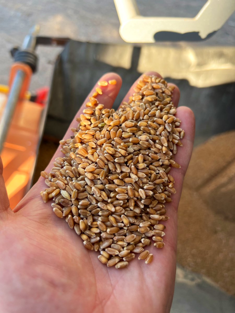 southern_seed0's tweet photo. 2022 Cleaned Certified AAC Wildfire 
Winter Wheat going into the bin today! 

Might have a few extra bushels in the bin with that bushel weight! 😅 #seed22 #harvest22 https://t.co/u5fjilzHMZ