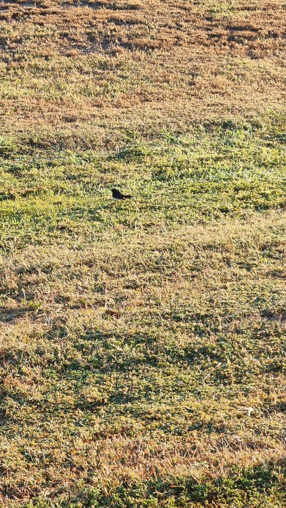 Qld_ScienceWeek (@qld_scienceweek) on Twitter photo 'Sadly Willie wagtails across the globe are in decline' Mackay Bird Walk with <a href="/HugePossum/">Hugh Possingham</a>.
<a href="/qldmuseum/">Queensland Museum Kurilpa</a> #NationalScienceWeek #unearthedQM 'Sadly Willie wagtails across the globe are in decline' Mackay Bird Walk with <a href="/HugePossum/">Hugh Possingham</a>.
<a href="/qldmuseum/">Queensland Museum Kurilpa</a> #NationalScienceWeek #unearthedQM