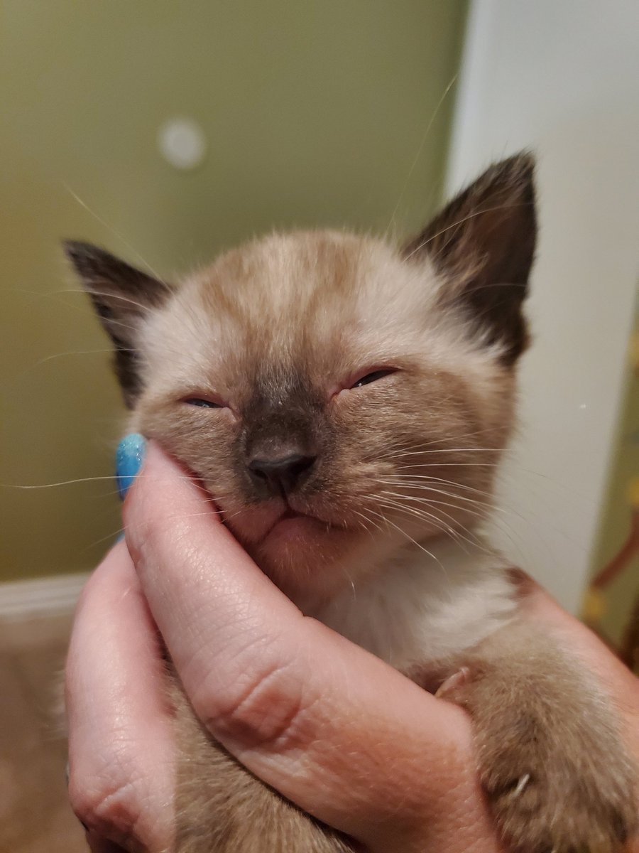 zigzag_zoeee's tweet photo. 6 weeks until I can bring home my Pippy!! Hopefully I can get her mama, Tippy, too! Wish I could take the whole family tho 🥺😻🤏 https://t.co/XL1bpS3IYa