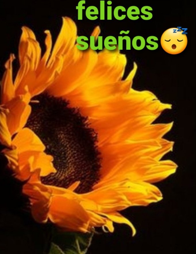 @SabyMis @Rafael52799933 @antonylople @LaChoca10 @EmreSoliman @antonioley563 @miarianmoreno @DJ_Roland_ES Buenas noches Bella Saby 😊🌺 feliz fin de semana