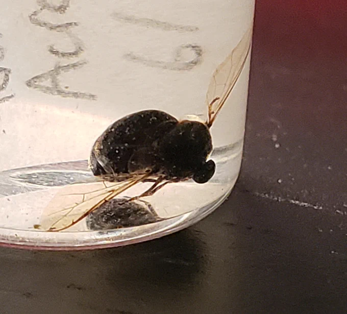 I almost never collect a bug that I don't have a specific paper in mind for but I had to save this acrocerid that I found already dead &amp; floating in one of my shrimp hatching buckets. She's perfect 