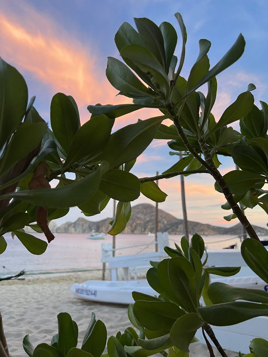 MissRizzo's tweet photo. Seaside views 🇲🇽 https://t.co/KI6RRsHcej