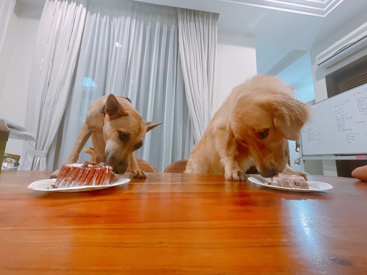 イヌシお散歩。
我が家は、犬も人間も、2番目の発育がよい😂　それまた個性。