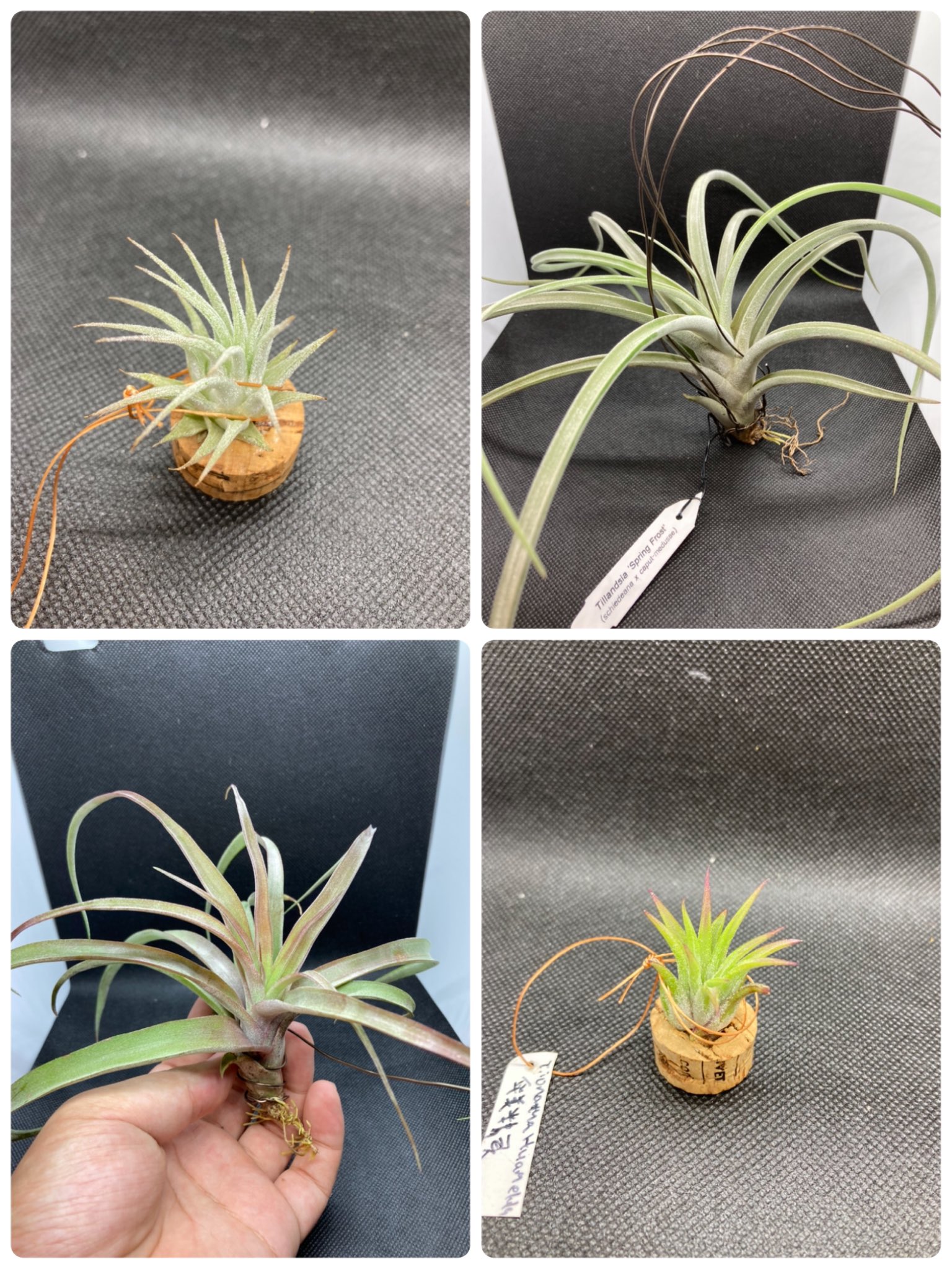 تويتر Airplants Lang Ja البحث في تويتر