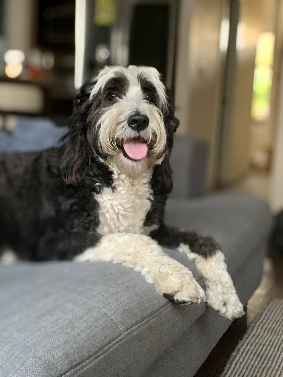 barkforcadence's tweet photo. Hello, I am doggo #DogsOnTwitter https://t.co/F8GW2XkhnU