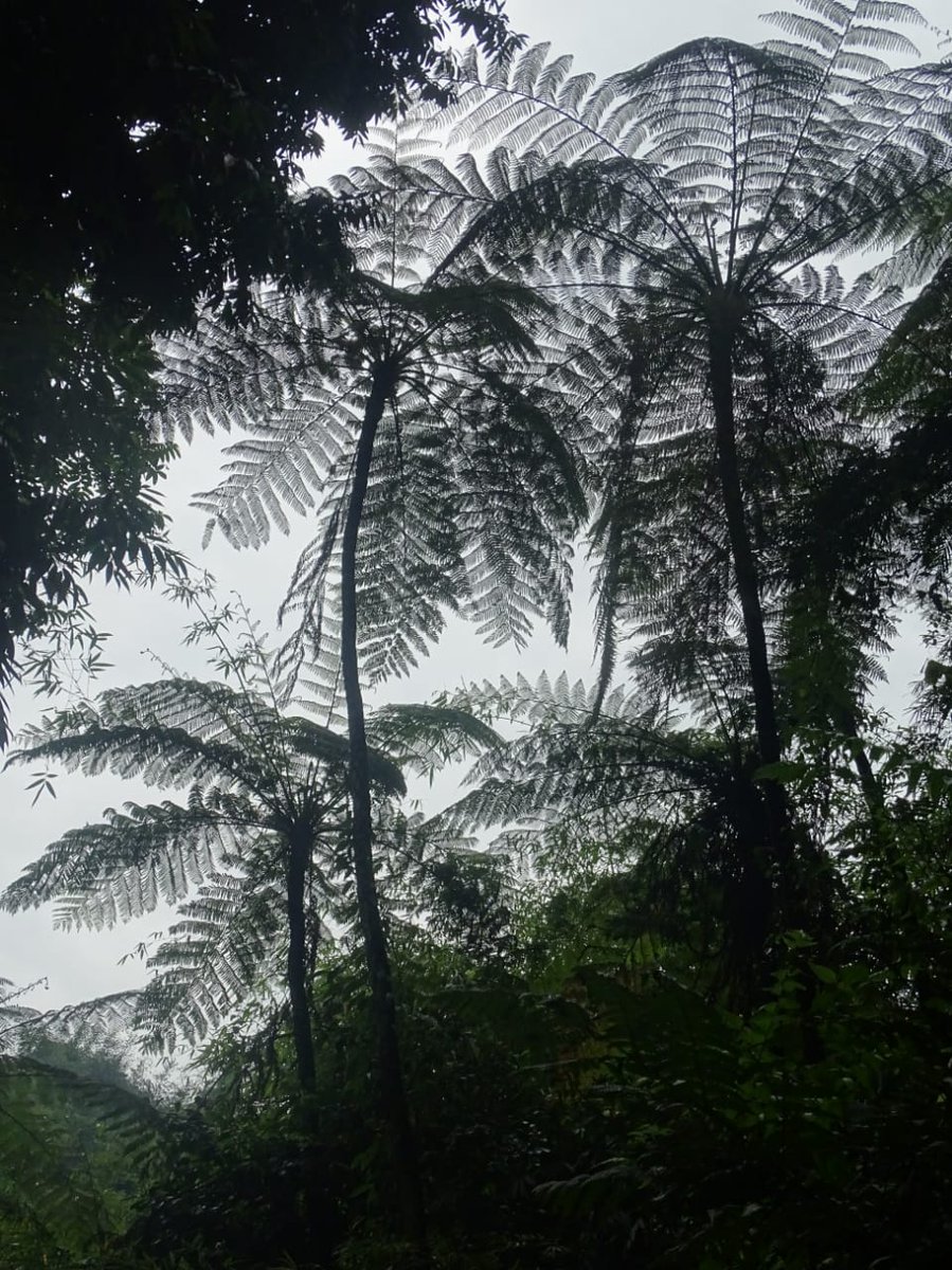 bsi_moefcc's tweet photo. I am not a Tree ..... I  am not a fern 
I am a giant in ferns... I am a Tree Fern!
🖼️ 𝐶𝑦𝑎𝑡𝘩𝑒𝑎 𝑔𝑖𝑔𝑎𝑛𝑡𝑒𝑎 (Wall. ex Hook.) Holttum
There are 1314 species of #Pteridophytes recorded from India. 
#WorldPhotographyDay2022 
📷 Dr V K Rawat, Scientist @bsi_moefcc #Itanagar https://t.co/IC9Xw3xLCC