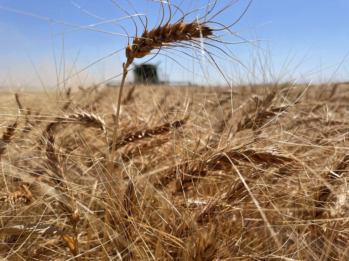 AAC Wildfire Winter Wheat Harvest