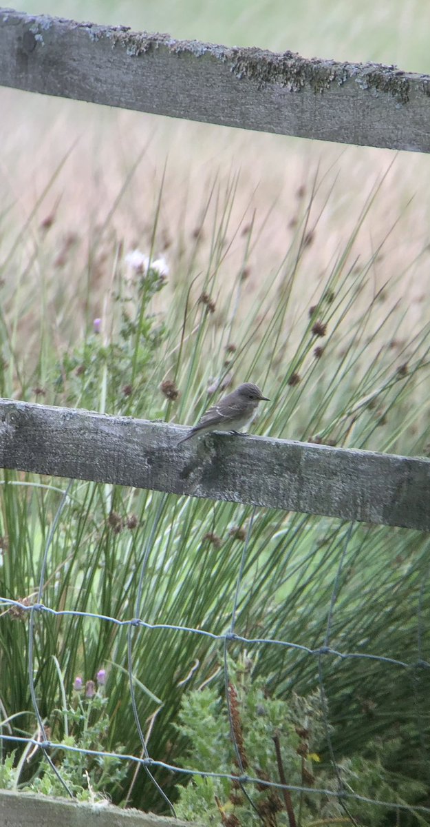ScarecrowNeste1's tweet photo. Well that appears to be it...
This weeks visits were our first without an active #SpotFly nest since late May 😢😄
We have of course confirmed further successful breeding in new Tetrads.
*Best 1km square we worked held 18 breeding pairs. ⚫️🪰 @SpotyFlycatcher https://t.co/czb9wFgPL0