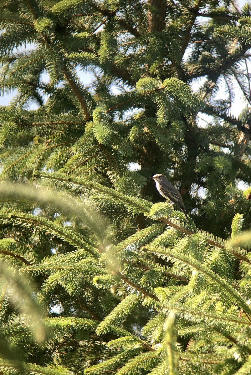 ScarecrowNeste1's tweet photo. Well that appears to be it...
This weeks visits were our first without an active #SpotFly nest since late May 😢😄
We have of course confirmed further successful breeding in new Tetrads.
*Best 1km square we worked held 18 breeding pairs. ⚫️🪰 @SpotyFlycatcher https://t.co/czb9wFgPL0