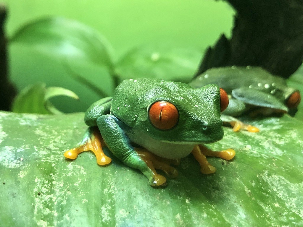 サンシャイン水族館で展示中の 夜行性のカエル アカメアマガエル 閉館前の夜遅い時間帯に見てみると 全員覚醒していました 水族館は21 00まで営業しております 運が良ければ起きている姿を見られるかも アカメアマガエル 夜行性 豊島区 豊島区民ニュース