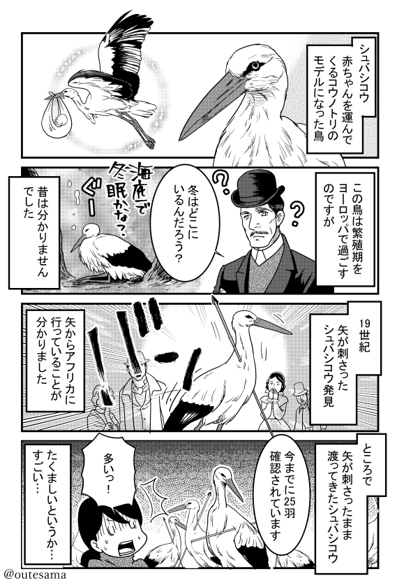 過去描いたけれど、公開しなかった漫画から再び。
シュバシコウ。 