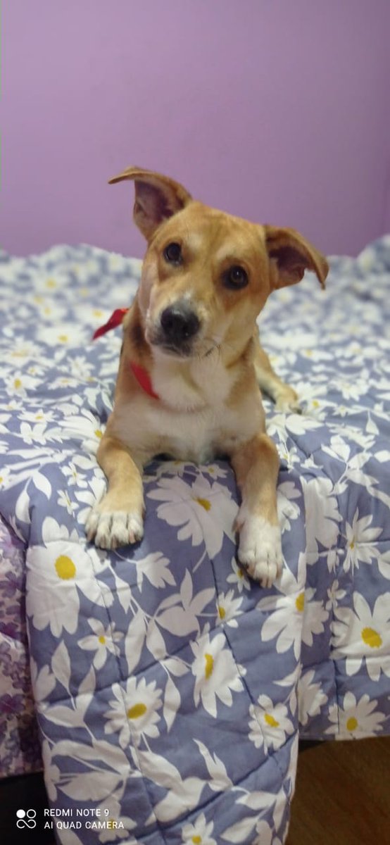 No nos rendimos :(  Chatito merece una oportunidad y tener una familia. Te toma menos de un minuto darle RT  esta fotito.Logremos que el  pequeño sea adoptado. 
<a href="/GutyCarreraT/">Guty Carrera</a> <a href="/ElianaCarlin/">🔥Señora E 👊🏼😇 📣</a> <a href="/gaston_acurio/">Gaston Acurio</a> <a href="/jfowks/">Jacqueline Fowks</a> <a href="/perlaberrios/">Perla Berríos</a> <a href="/danielasarfati/">Daniela Sarfati</a> @percyplea <a href="/AdrianzenEduard/">Eduardo Adrianzén</a> <a href="/somoswuf/">WUF</a>