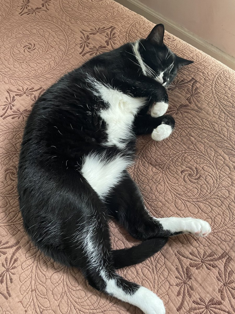 CSchoenster's tweet photo. Sleepy boys say Happy Caturday #Caturday #cats #rossi #gizzmo https://t.co/9W6CBOXQBQ