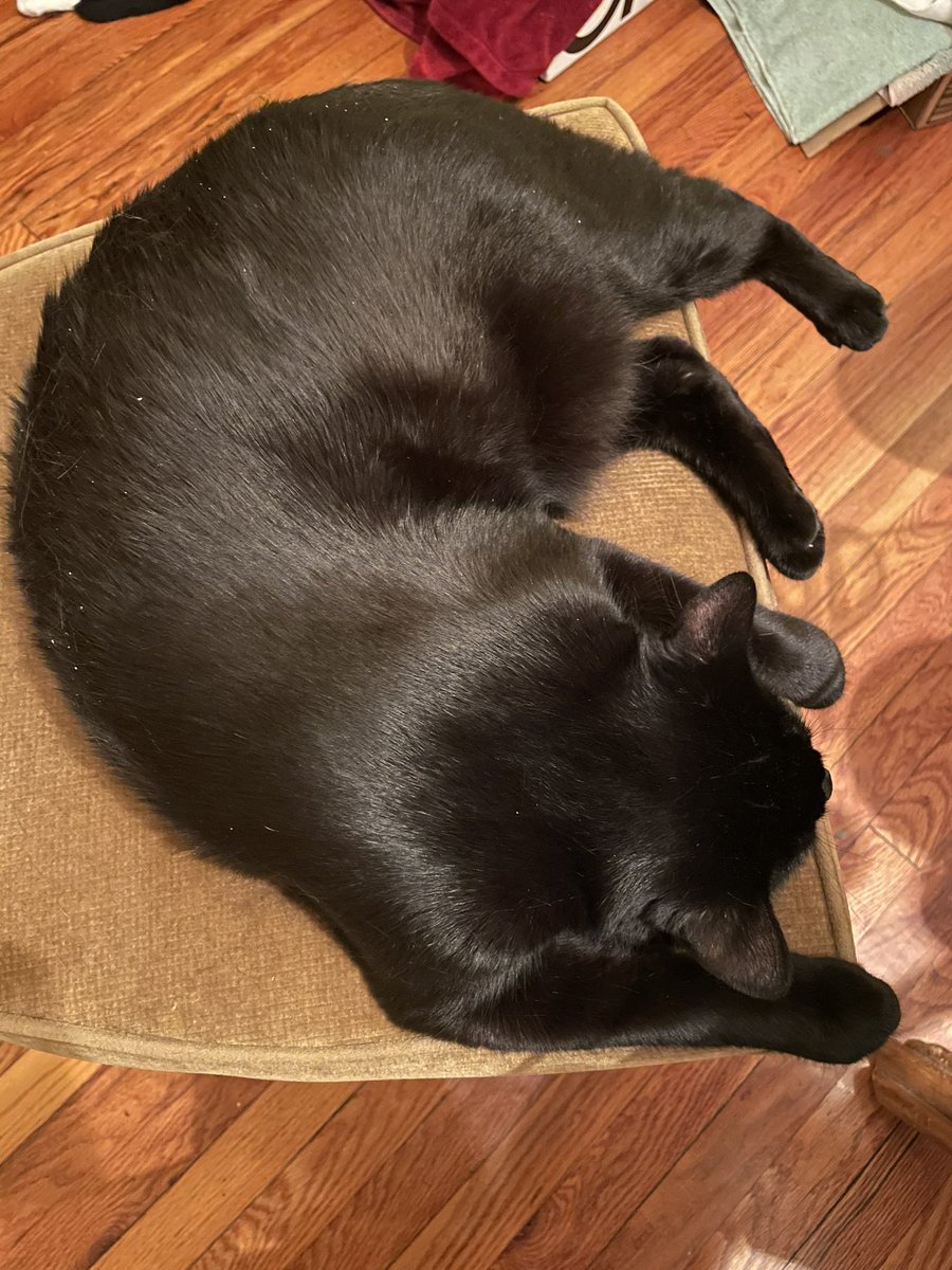 CSchoenster's tweet photo. Sleepy boys say Happy Caturday #Caturday #cats #rossi #gizzmo https://t.co/9W6CBOXQBQ